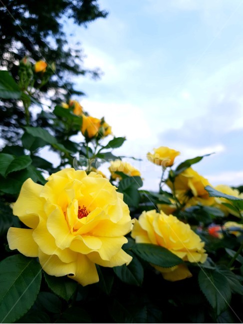 꽃,노란꽃,장미,하늘,정원,풍경,자연,식물,flower,sky,garden,yellowflower,rose,landscape,식물,자연,plants,nature,꽃,flower