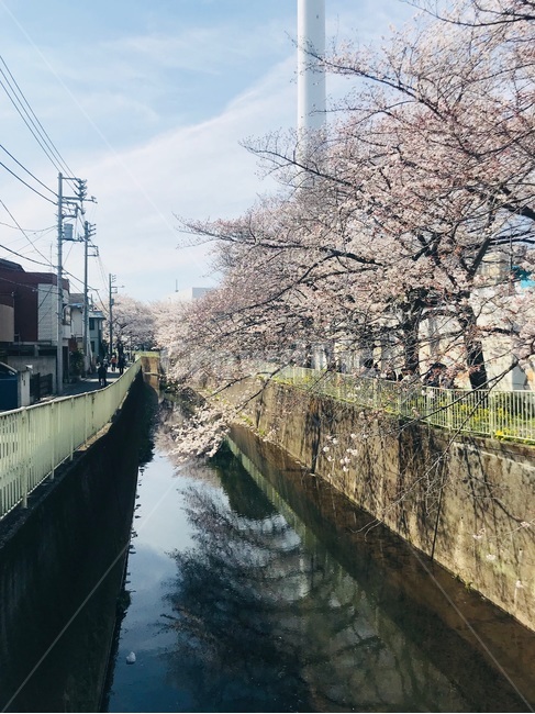 traditional,plant,식물,ditch,도랑,cherryblossom,벚꽃,봄,spring