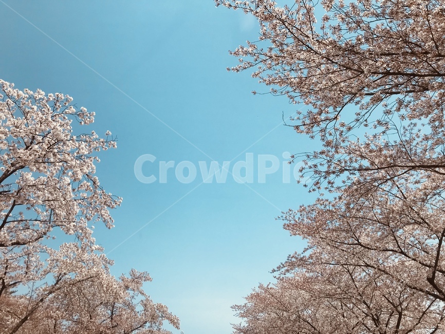벚꽃,경주,하늘,풍경,봄,하늘색,분홍색,감성,감성사진,배경화면,봄,계절,spring,season,식물,자연,plants,nature,꽃,flower,cherry blossom,plant,blossom