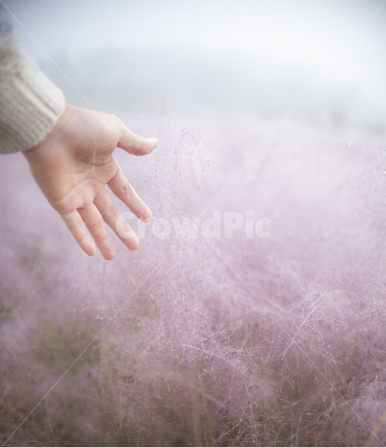가을,핑크,핑크뮬리,분홍,pink,안개,손,식물,자연,plants,nature,사람,인물,인간,human,person,신체일부,몸,body,감성,sensible,feeling