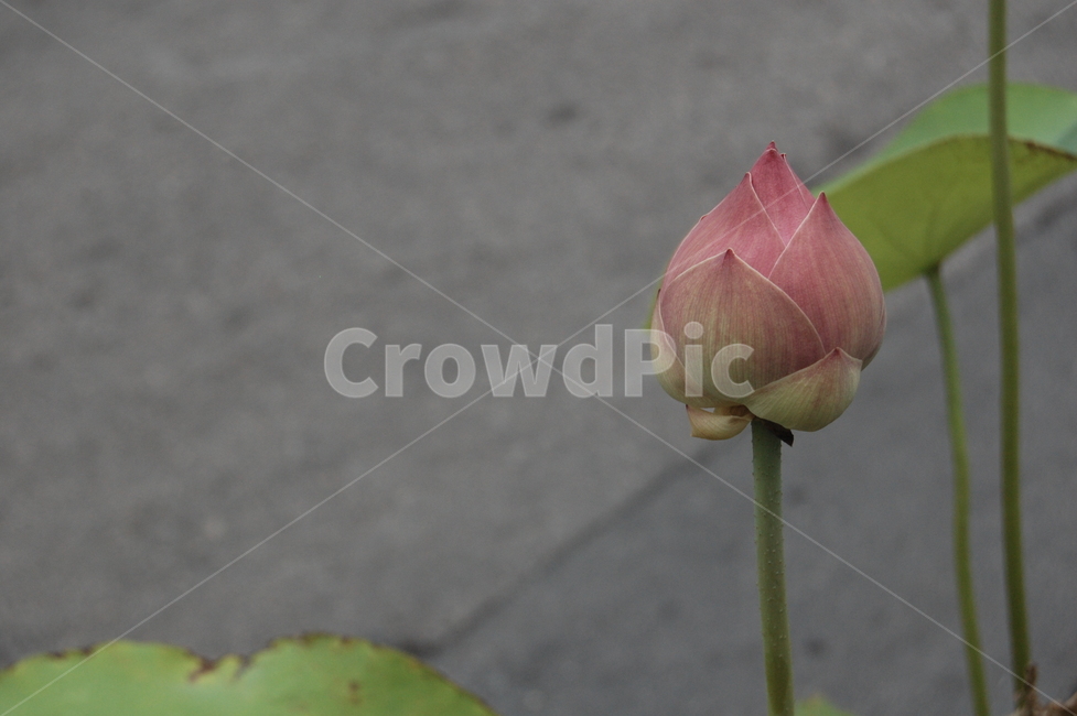 연꽃,길가,꽃,flower,식물,plant,식물,자연,plants,nature,꽃,flower