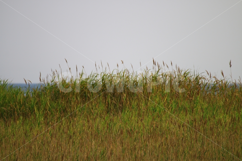 부산,부산여행,다대포,해수욕장,풀숲,바다,여름,힐링,자연,풍경,nature,landscape,grass,잔디,plant,식물,lawn