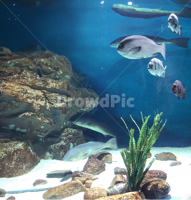 수족관,물고기,열대어,어항,아쿠아리움,aquarium,바다,해수어