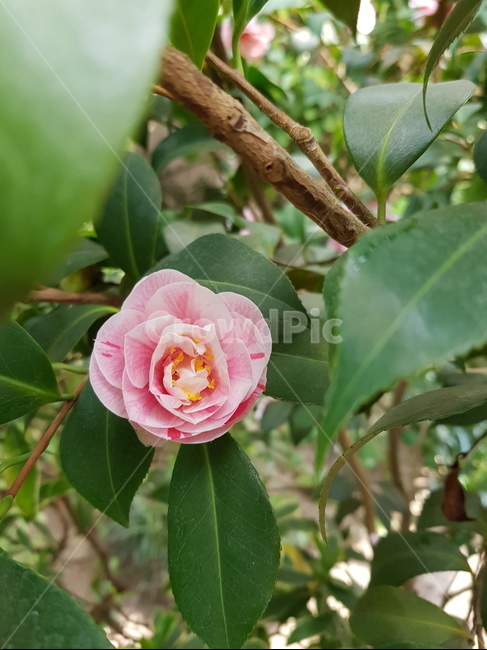 꽃,한송이꽃,동백꽃,핑크,겨울꽃,pink,flower,garden,예쁜꽃,가든