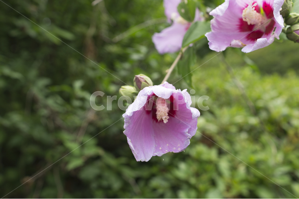 무궁화,꽃,화단,꽃사진,나라꽃,식물,자연,plants,nature,꽃,flower