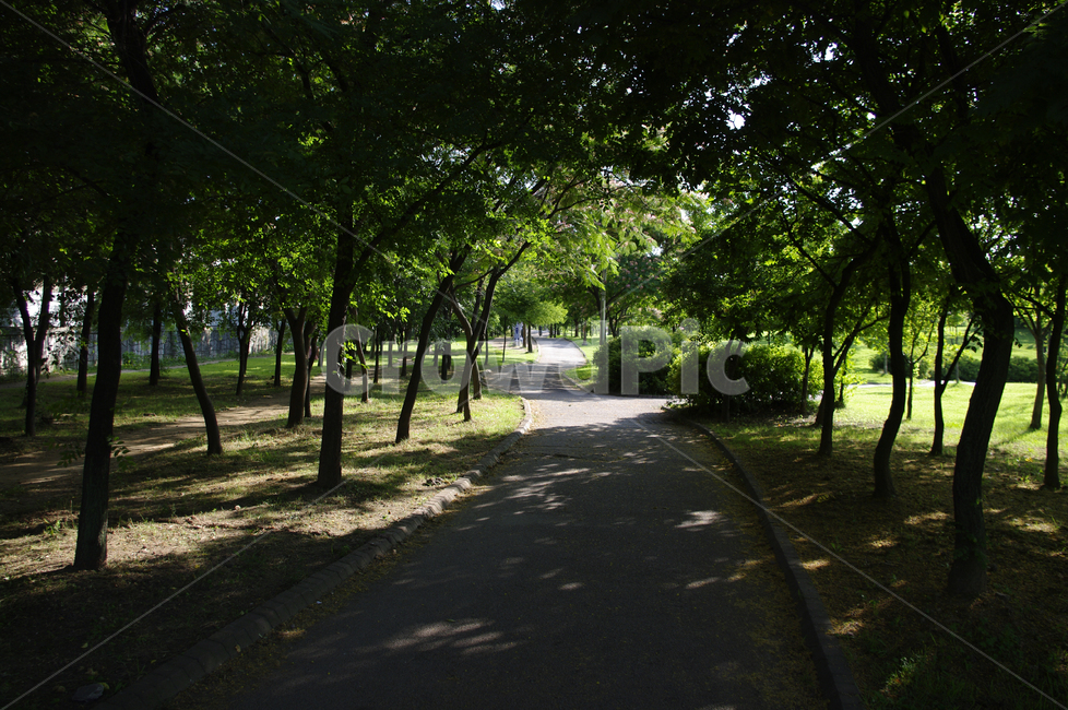 공원,나무,길,식물,신록,그림자,자연,풍경,nature,landscape,asphalt,아스팔트,tree,plant,outdoors,옥외