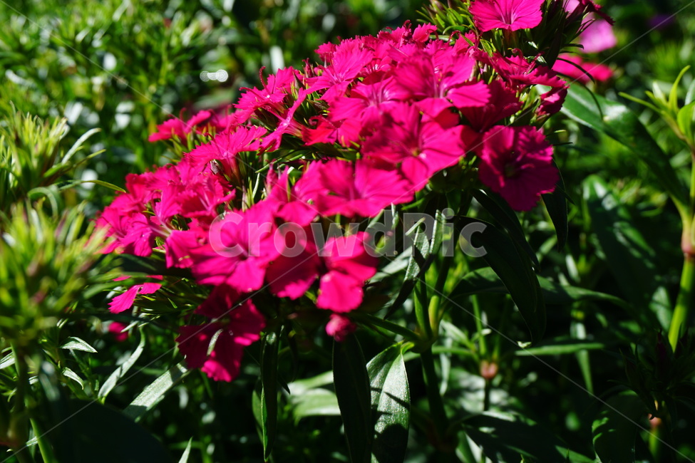 식물,plant,blossom,flower,꽃,geranium,제라늄,정원,호주,시드니,Austrailia,Sydney