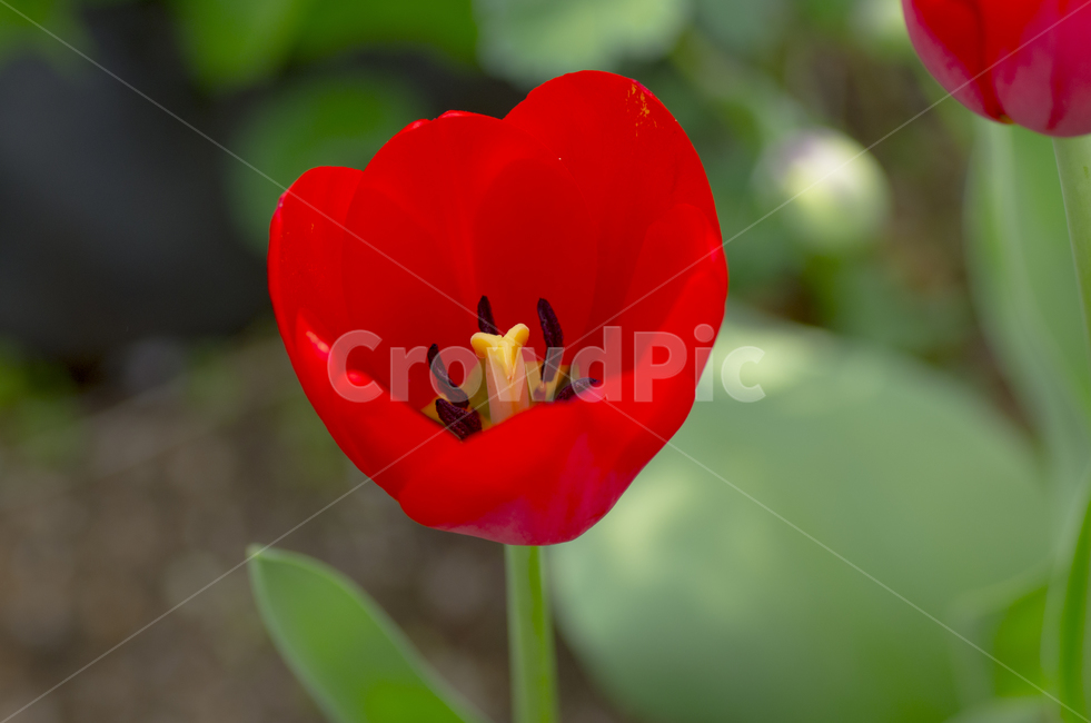 튤립,튜울립,tulip,봄,꽃,봄꽃,뷰티,아름다운꽃,감성,자연,계절,접사,빨간꽃