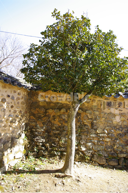 나무,담장,기와,담,식물,한국전통,한국문화,korean traditional,korean culture,건축물,건물외관,exterior,building,structure,architecture,construction