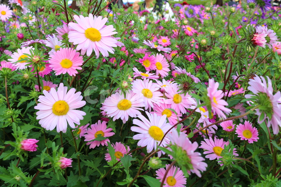 꽃,과꽃,국화과,식물,자연,취국,벽남국,추모란,식물,자연,plants,nature,꽃,flower