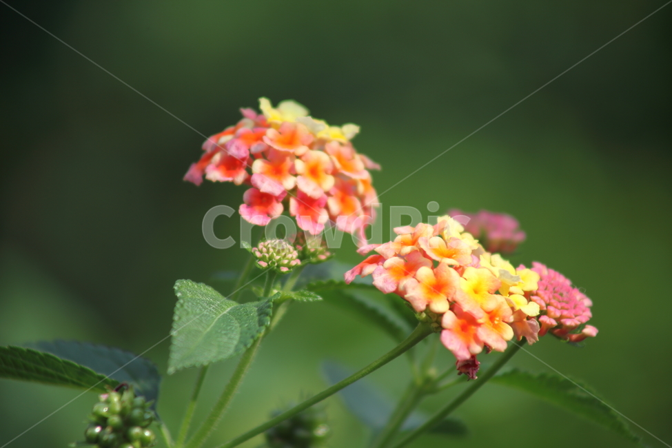 란타나,칠변화,꽃,식물,lantana,Lantanacamara,식물,자연,plants,nature,꽃,flower