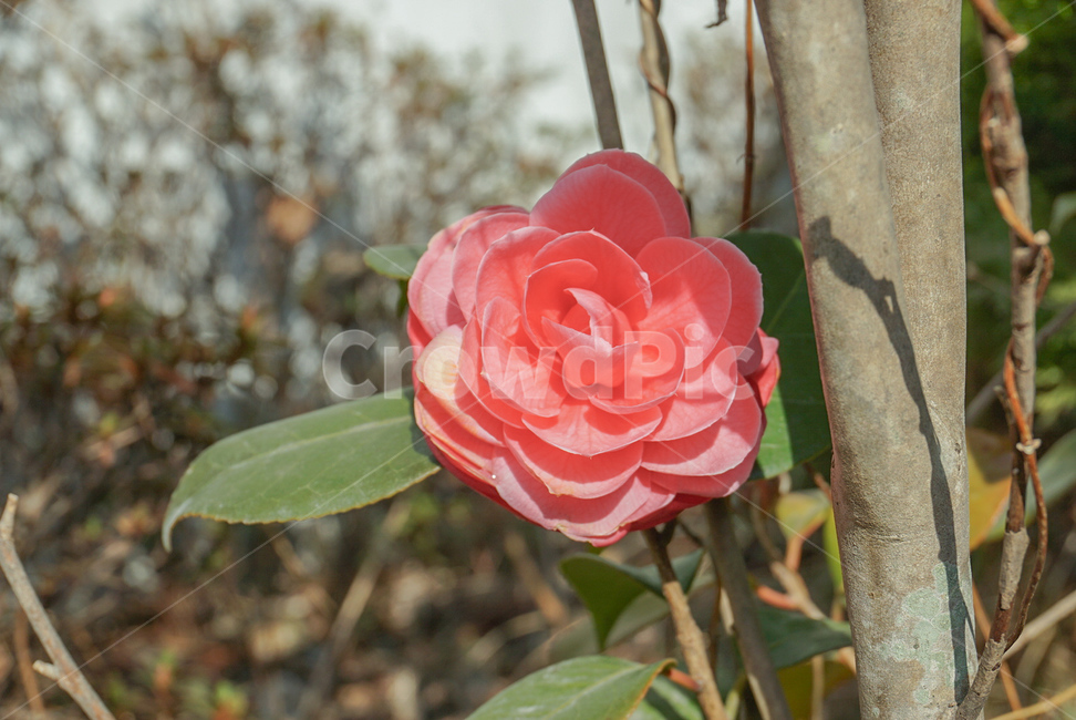 동백꽃,꽃,식물,flower,자연,식물,자연,plants,nature,꽃,flower