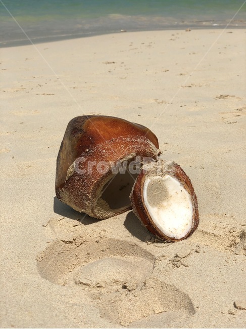 코코넛,코코넛껍질,휴가,여름휴가,바다,모래사장,coconut,sea,ocean,여름,summer,beach,vacation