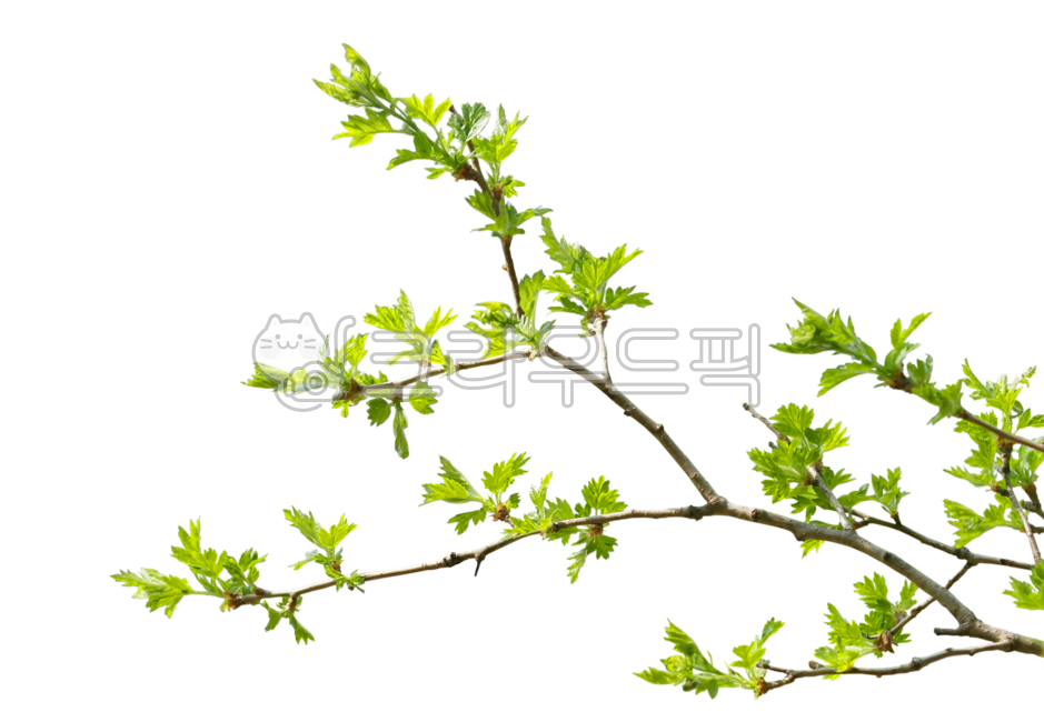 새싹, 봄, 나뭇잎, 나뭇가지, 배경, 사진,이미지,일러스트,캘리그라피 - leo7작가