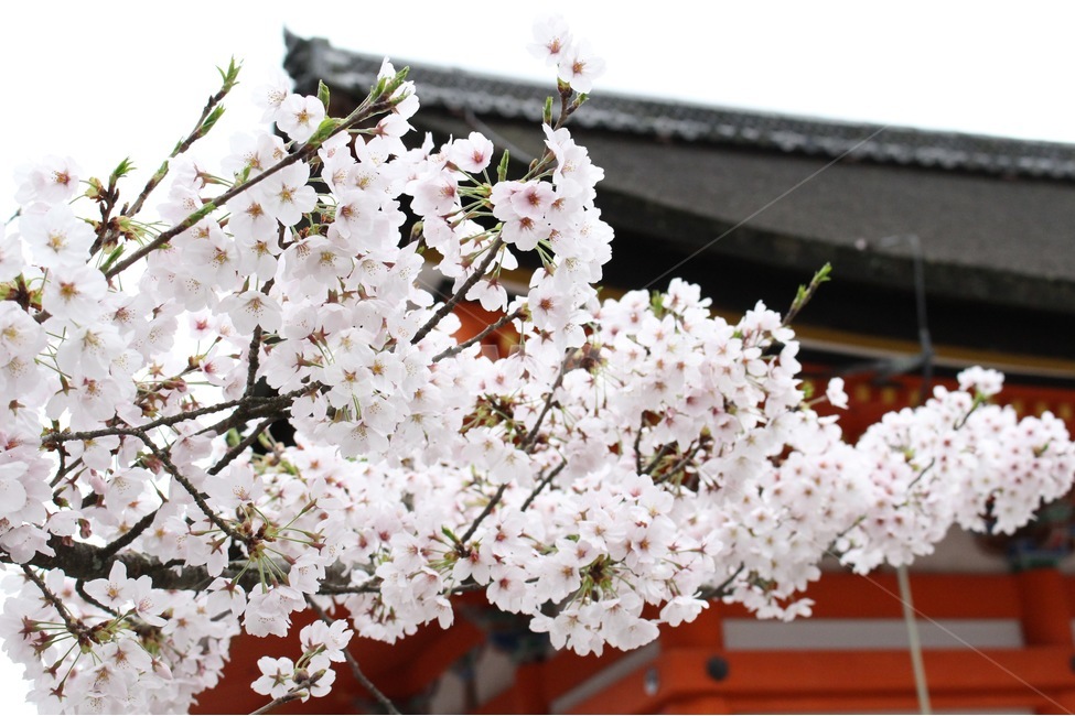벚꽃,일본,사쿠라,봄,오사카,봄,계절,spring,season,해외,외국,세계,foreign,oversea,world,식물,자연,plants,nature,꽃,flower,plant,blossom