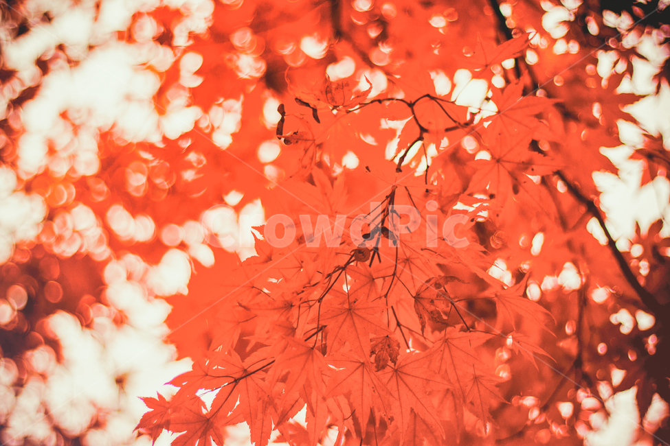 가을,나무,단풍,계절,자연,풍경,단풍나무,낙옆,단풍잎,fall,autumn,seasons,maple,nature,landscape,tree,가을,계절,fall,autumn,season,식물,자연,plants,nature,색깔,색상,색채,색감,color sense,color sensitivity,feeling of color,plant,leaf,잎