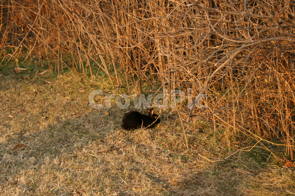 동물,토끼,포유류,animal,rabblit,동물,animal,포유류,mammal