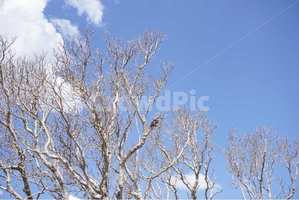 시드니,Sydney,자연,nature,풍경,scenery,하늘,sky,나무,tree,식물,자연,plants,nature,나무,trees,wood,동물,animal,조류,새,birds