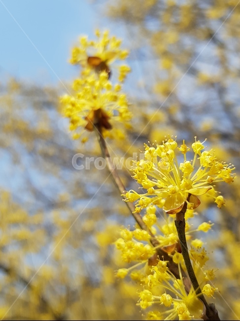산수유,봄,노란색,꽃,자연