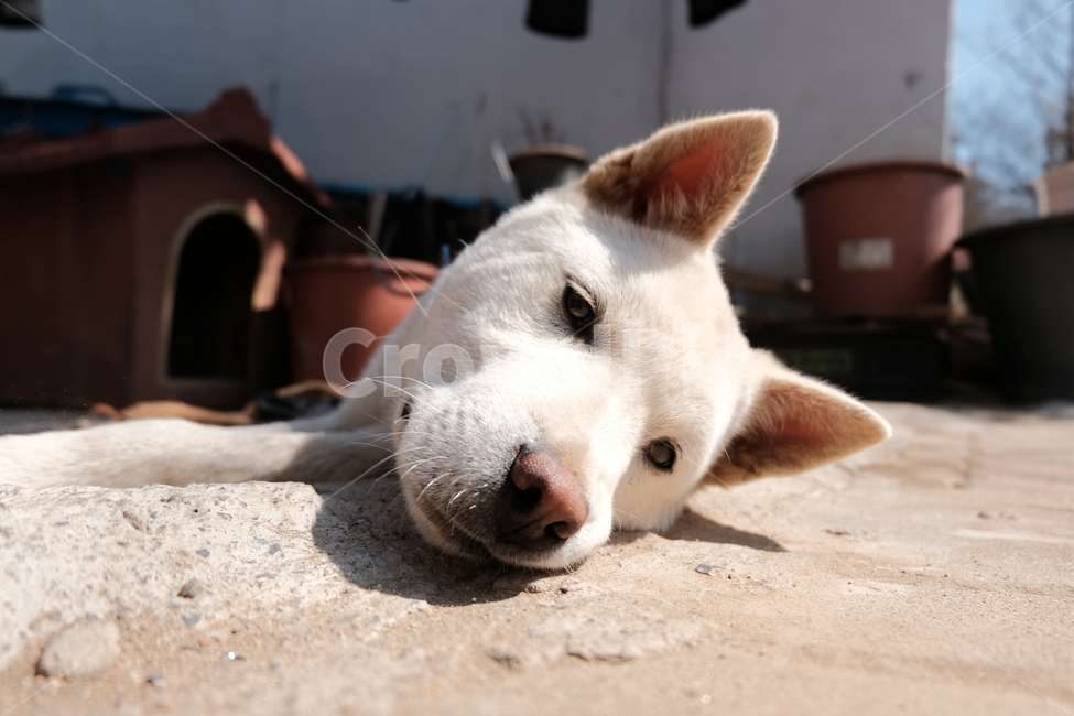 강아지,동물,개,animal,dog,mammalia,포유류,동물,animal,포유류,mammal,개,강아지,dog,doggy