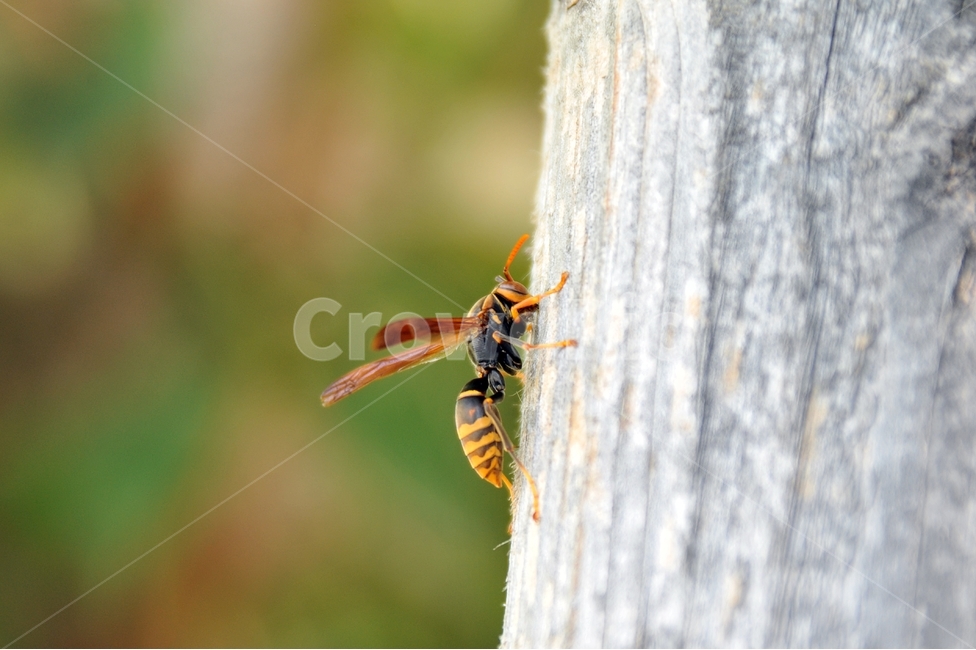 말벌,벌,곤충,벌침,벌레,bug,야생벌,잡사,나무기둥,동물,animal,곤충,벌레,insect,bug