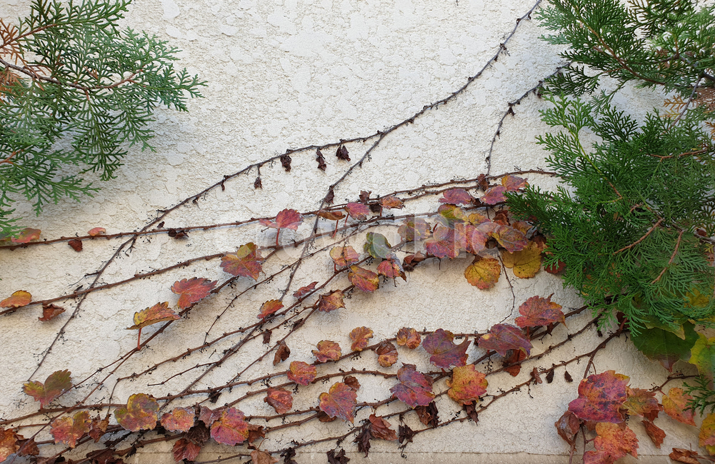 greenivy,plant,vine,ivy,redivy,climbing