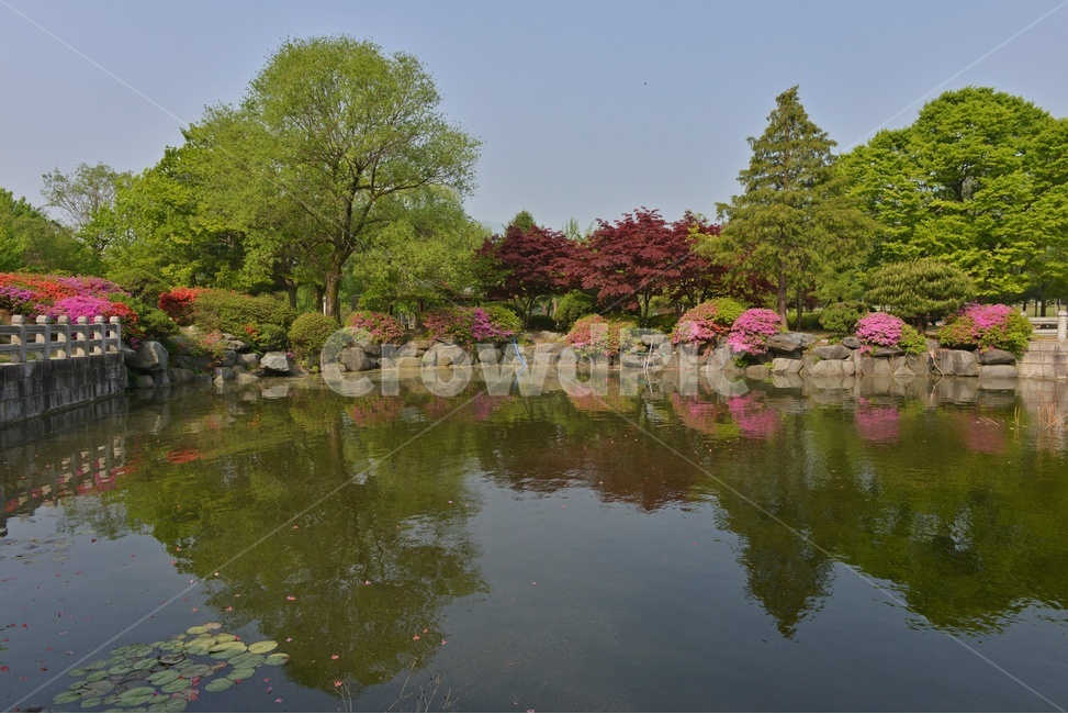 충남,대전,현충원,국립현충원,현충지,pond,못,garden,정원,연못,반영,현충지봄,철쭉,철쭉꽃,봄,계절,경치,경관,풍경,outdoors,옥외,nature,자연,water,물,plant,식물,tree,나무