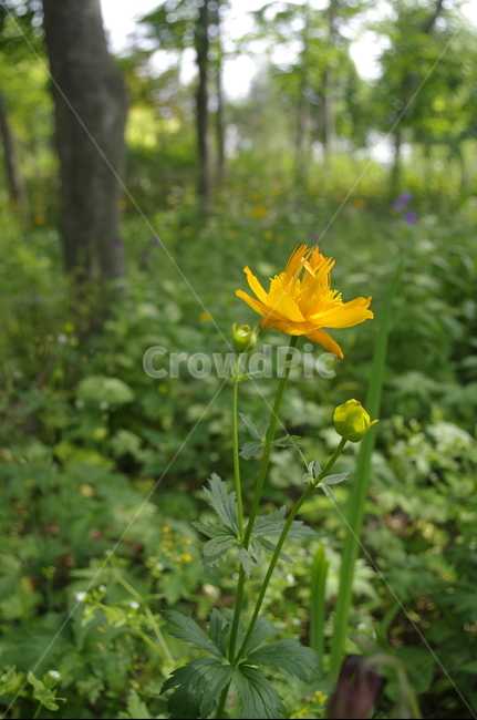 숲,초록,나무,잎,꽃,flower,식물,plant,계절,봄,spring,식물,자연,plants,nature,꽃,flower