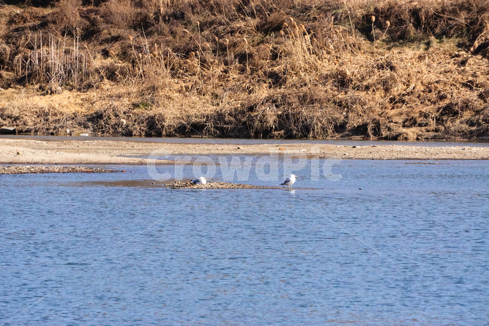 새,한강,조류,bird,river,nature,자연,갈매기,동물,animal,조류,새,birds