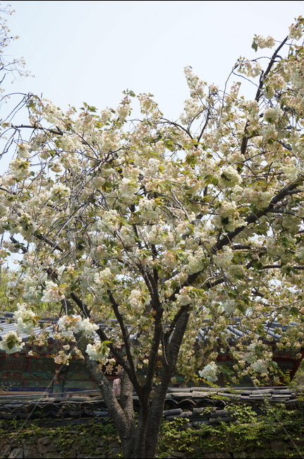 청벚꽃,꽃,봄,맑음,풍경,봄,계절,spring,season,식물,자연,plants,nature,꽃,flower,나무,trees,wood,plant,blossom