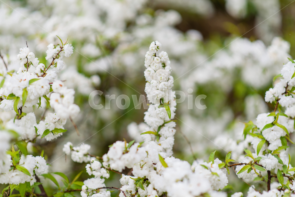 plant,식물,꽃,흰색,자연,nature,flower