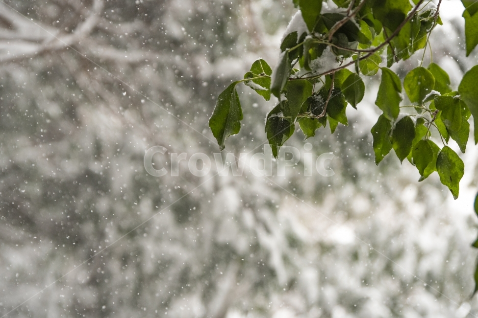 눈,풍경,겨울,겨울풍경,눈내리는사진,겨울,계절,winter,season,식물,자연,plants,nature