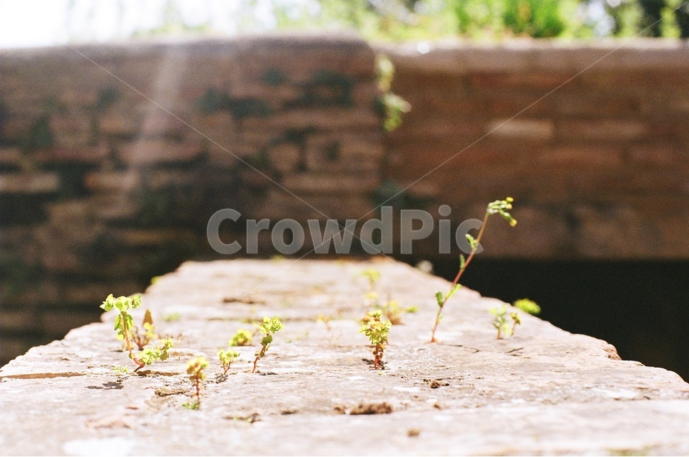 풍경사진,새싹,식물,감성사진,봄,식물,자연,plants,nature,감성,sensible,feeling,휴식,힐링,rest,relaxation,healing