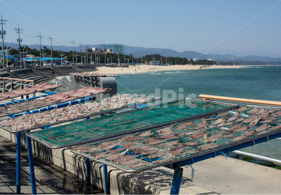 바다,음식,생선,어업,fish,food,어업,fishery,fishing industry