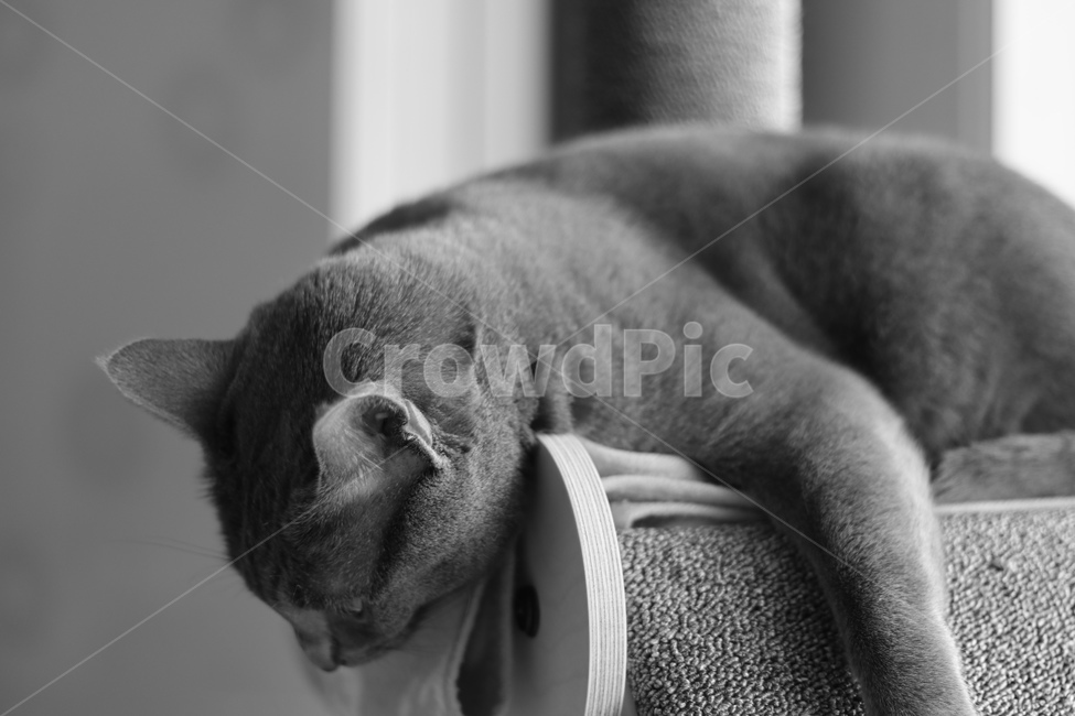 고양이,반려묘,러시안블루,흑백,감성,애완동물,집냥이