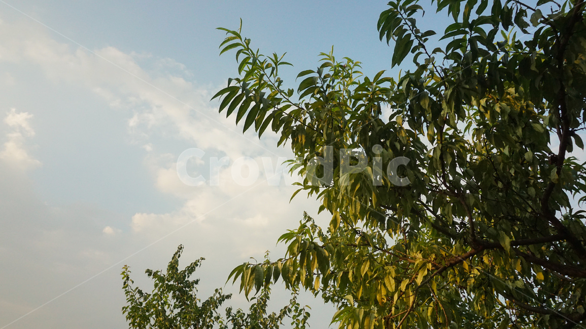노을,sunset,나무,잎,하늘,분위기,tree,leaves,sky,mood,plant,식물,자연,plants,nature