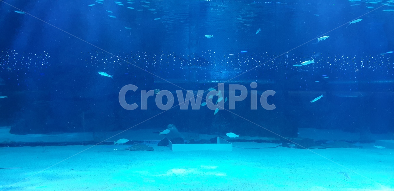 아쿠아리움,수족관,아쿠아,대형수족관,상어,가오리,동물,animal,어류,물고기,fish