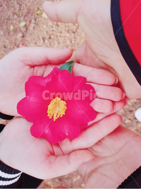 동백,꽃,동백꽃,커플,사랑,꽃,flower