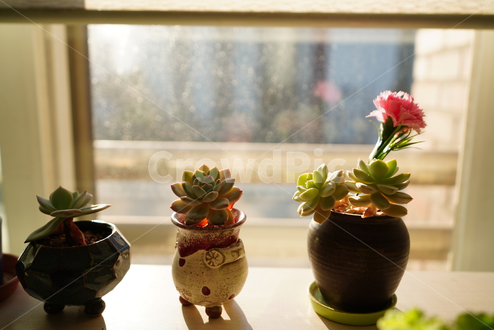 빛,화분,식물,꽃,플라워,취미,느낌,감성,창,창가,생명,생물,꽃,flower,실내용화초,화분,화초,house plant