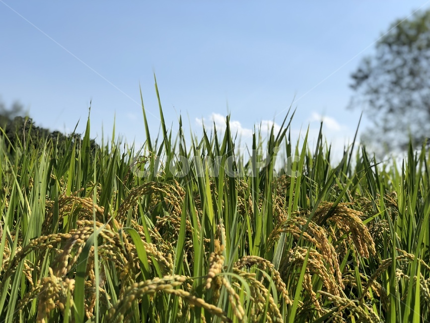 식물,벼,가을,하늘,자연,힐링,감성,곡류,곡식,cereals
