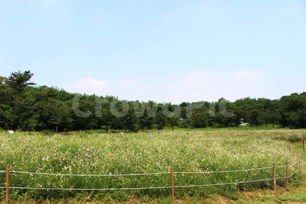 하늘,나무,식물,자연,야외,공원,정원,풍경,잔디,풀,꽃,자연,풍경,nature,landscape,field,들,outdoors,옥외,grassland,목초지