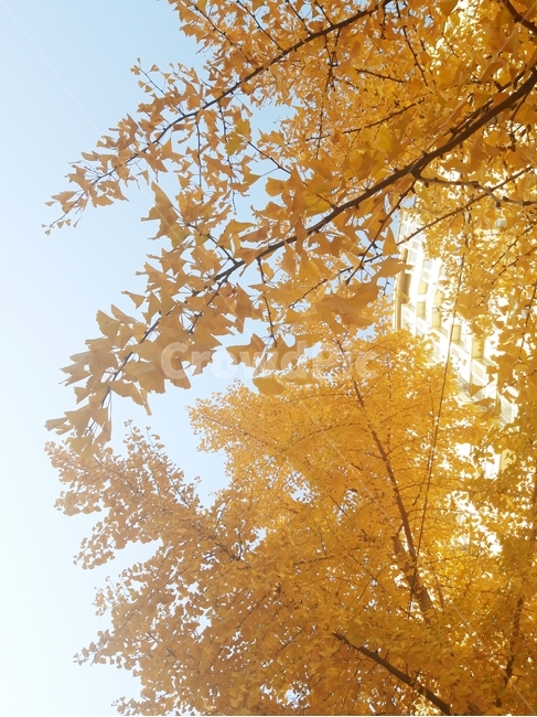 은행나무,단풍,가을,가을풍경,maple,plant,tree,나무,식물,leaf,잎,은행잎,가을,계절,fall,autumn,season
