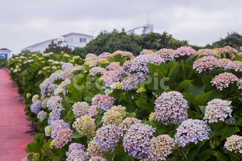 수국길,수국,수국꽃,꽃,flower,꽃길