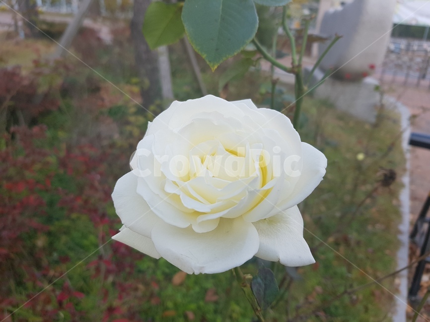 장미,하얀,flower,꽃밭,가든,정원