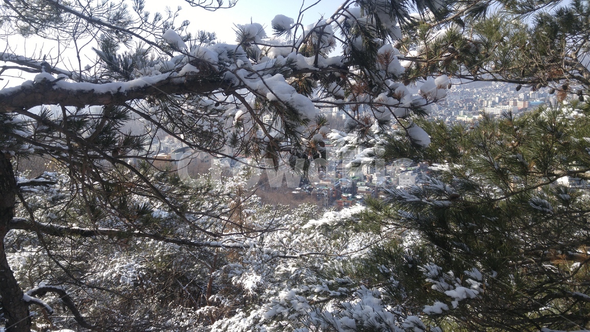 자연,나무,식물,얼음,설경,겨울,계절,winter,season