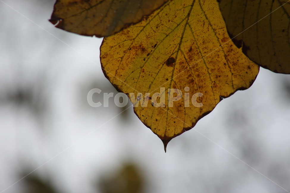 단풍,잎,식물,가을,redleaves,칡잎,가을,계절,fall,autumn,season,veins,정맥,fungus,진균류
