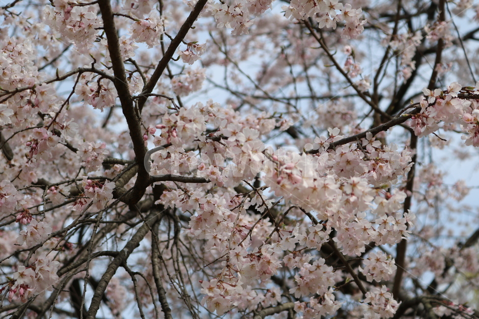 plant,식물,flower,꽃,꽃잎