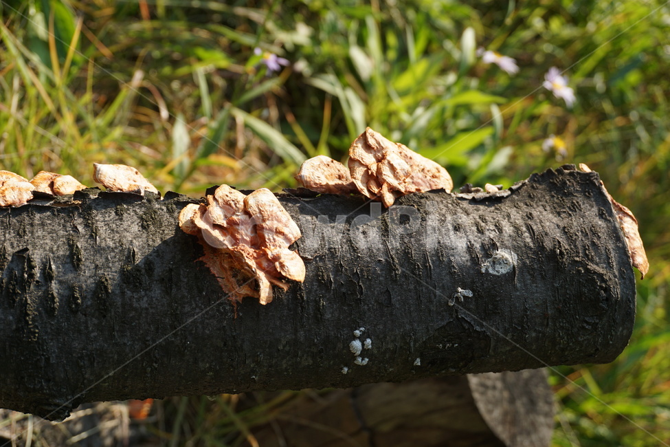 자연,나무,식물,버섯,mushrooms,버섯,mushroom