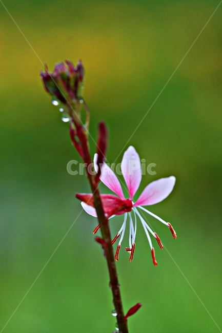 꽃,식물,자연,봄꽃,화려한,아름다움,식물,자연,plants,nature,꽃,flower