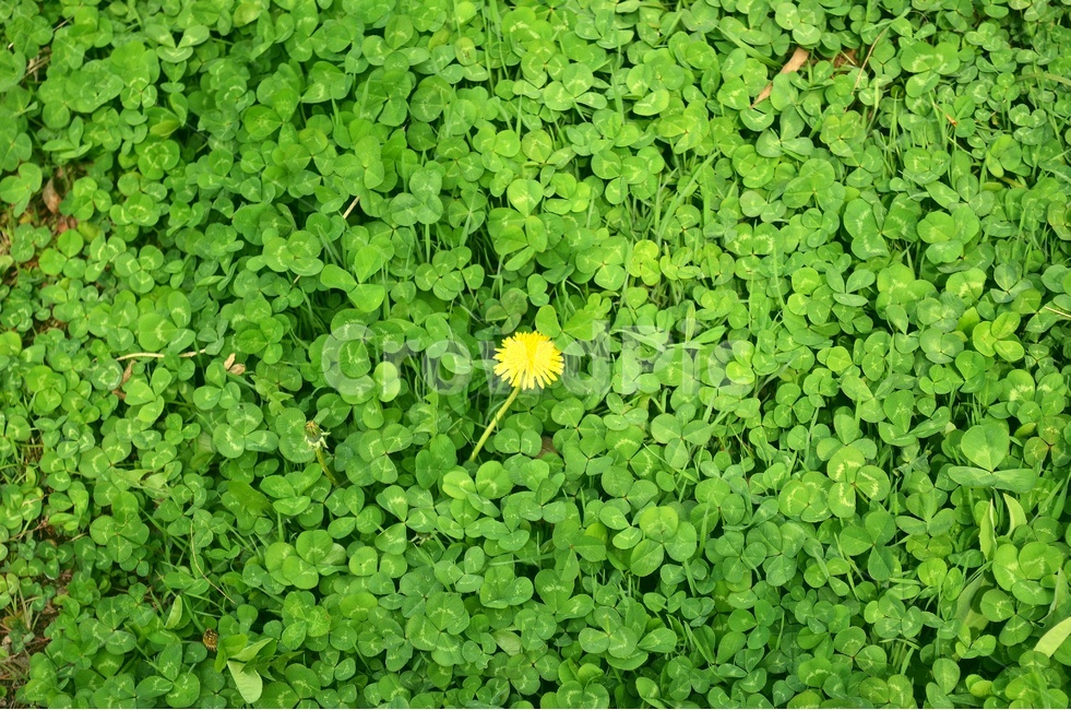 민들레,네잎클로버,클로버,세잎클로버,잔디,잔디밭,봄,계절,spring,season,식물,자연,plants,nature,꽃,flower,plant,potted plant,화분,vase,병 장식,jar,항아리,pottery,도기류